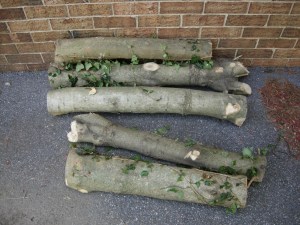 Fresh cut holly logs